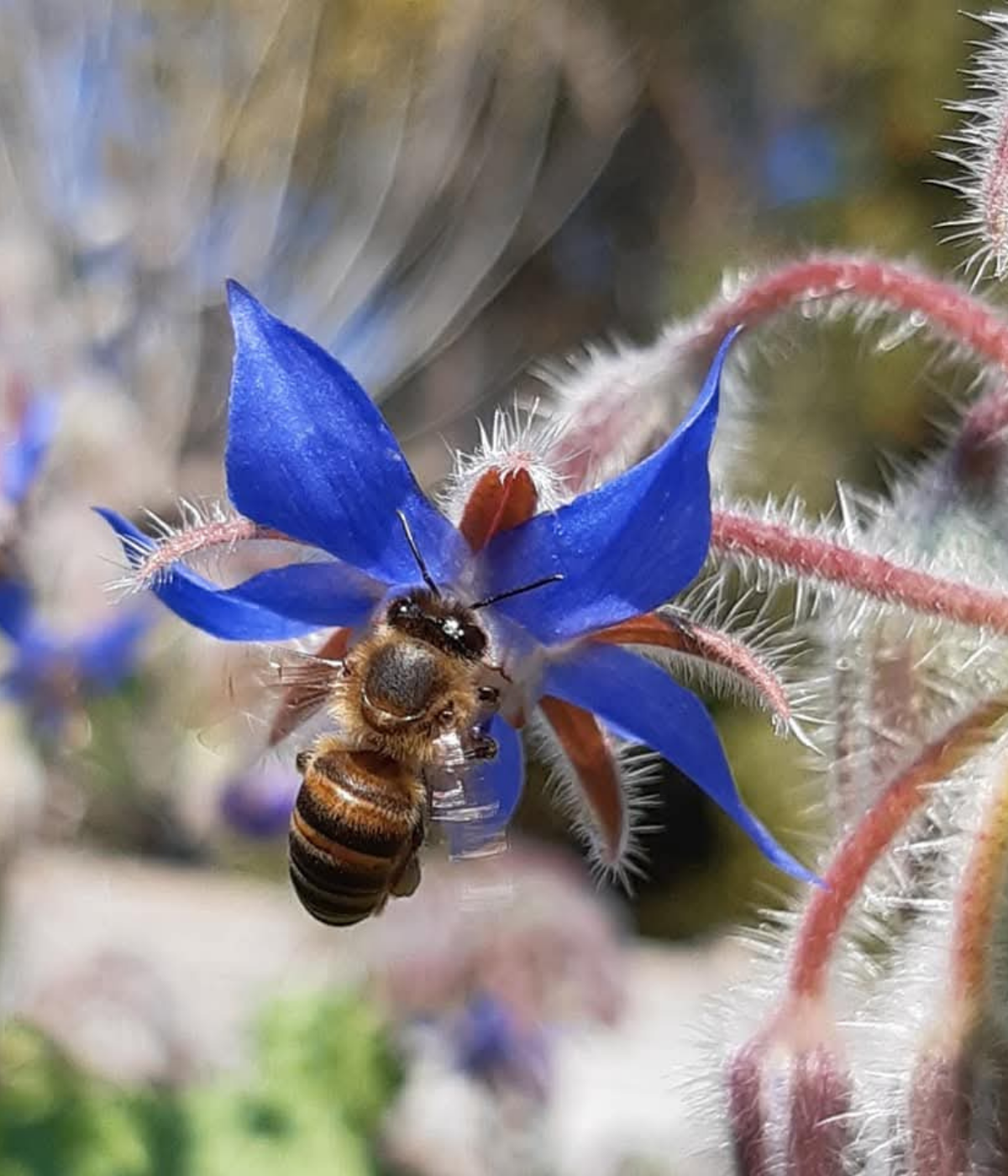 Antonia - bee on flower